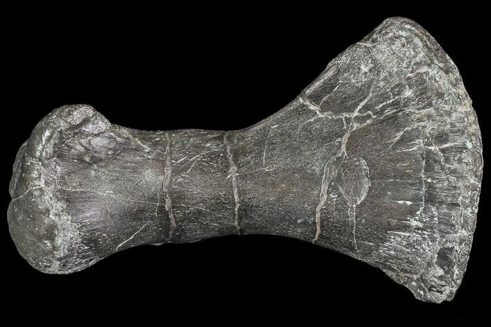 Centrosaurus Metatarsal (Toe Bone) - Montana #69402